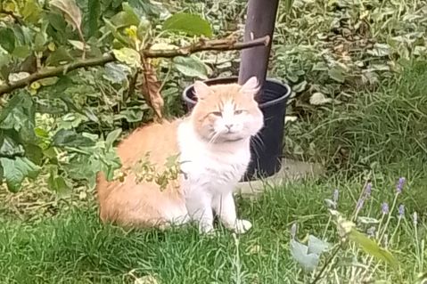 Dieser süße kleine Rotschopf schlägt sich seit Monaten heimatlos in Preetzer Gärten durch – dabei gibt es eindeutige Hinweise, dass er irgendwo ein Zuhause gehabt haben muss. Wer vermisst ihn?