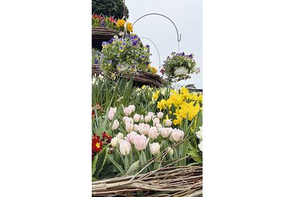 Frühlingshighlight am Timmendorfer Platz: Der Osterbrunnen erstrahlt wieder in neuer Blütenpracht