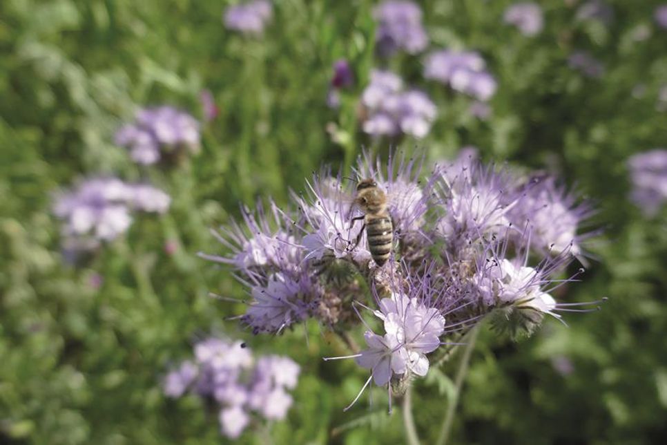 Mit nur wenig Aufwand lassen sich Garten, aber auch Terrasse oder Balkon in kleine Paradiese für Insekten, Bienen, Schmetterlinge und Co. verwandeln.