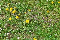 Blumenvielfalt im Rasen.