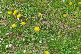 Blumenvielfalt im Rasen.