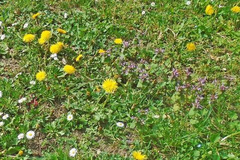 Blumenvielfalt im Rasen.