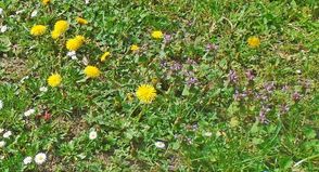Blumenvielfalt im Rasen.