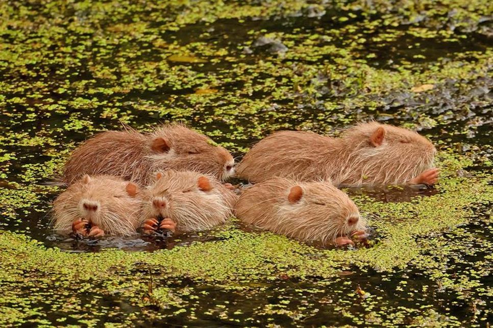Gemeinsam futtern wir uns stark: Nutria Jungtiere beim gemeinsamen Fressen. Wie kleine Autoscooter auf der Entengrütze.