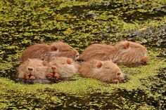 Gemeinsam futtern wir uns stark: Nutria Jungtiere beim gemeinsamen Fressen. Wie kleine Autoscooter auf der Entengrütze.