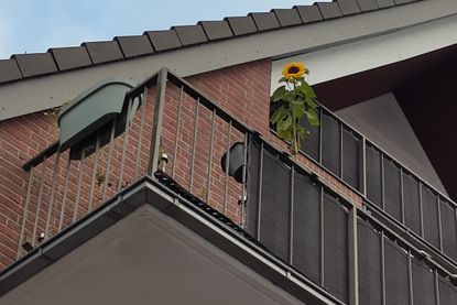 eine einzelne große Sonnenblume ziert den Balkon