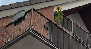 eine einzelne große Sonnenblume ziert den Balkon