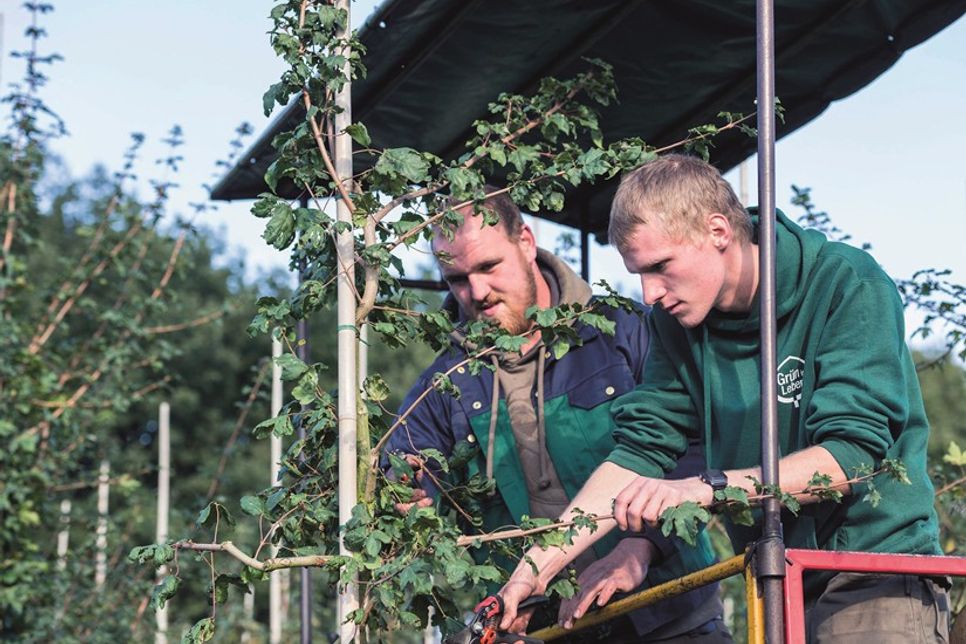Die Arbeit in einer Baumschule verbindet Natur, Technik und Teamarbeit auf besondere Weise.