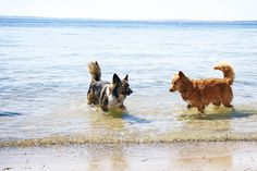 Seit vergangenem Sonntag dürfen Hunde wieder am Strand und in der Ostsee toben. (Foto: TALB)