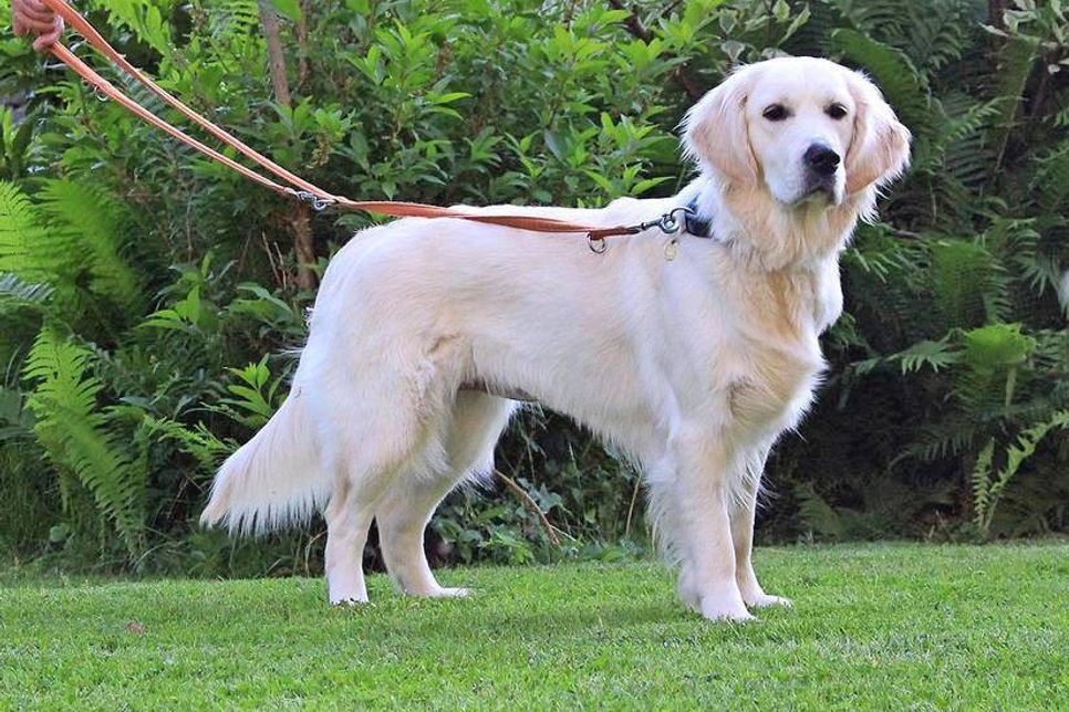 Die Polizei ruft Hundebesitzer im beschriebenen Bereich zu besonderer Vorsicht auf.