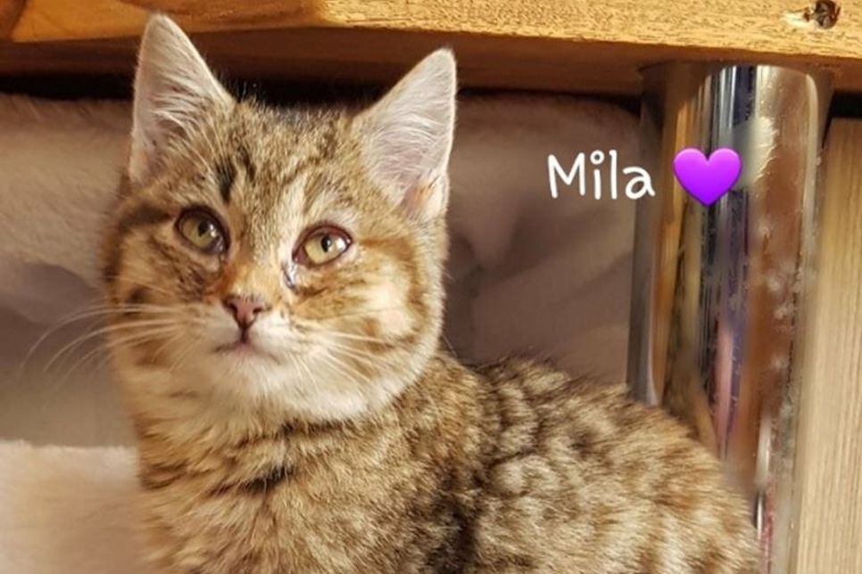 Mila.