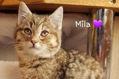 Mila.