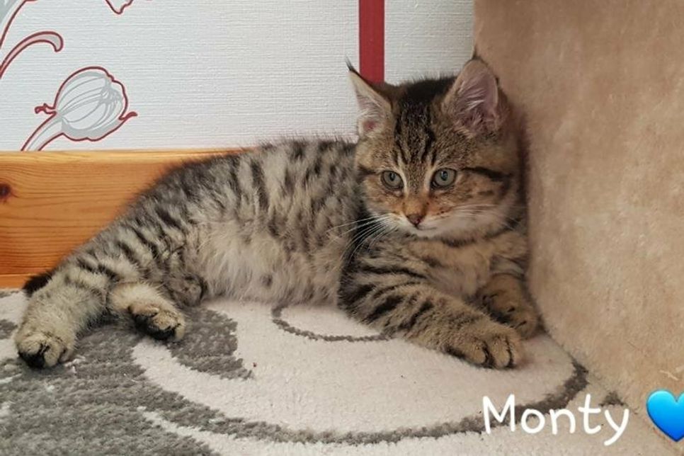 Monty.