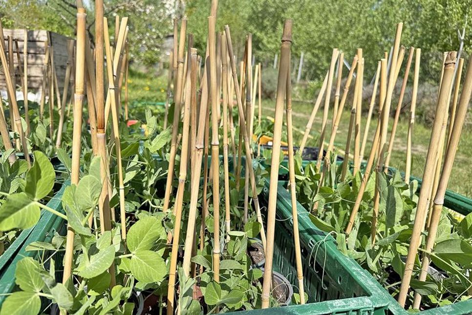 Getopfte Blumen und Kräuter ergänzen die Sortenvielfalt.