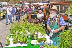 Der Pflanzen- und Gartenmarkt auf dem Preetzer Markt bietet jedes Jahr aufs Neue eine bunte Auswahl.