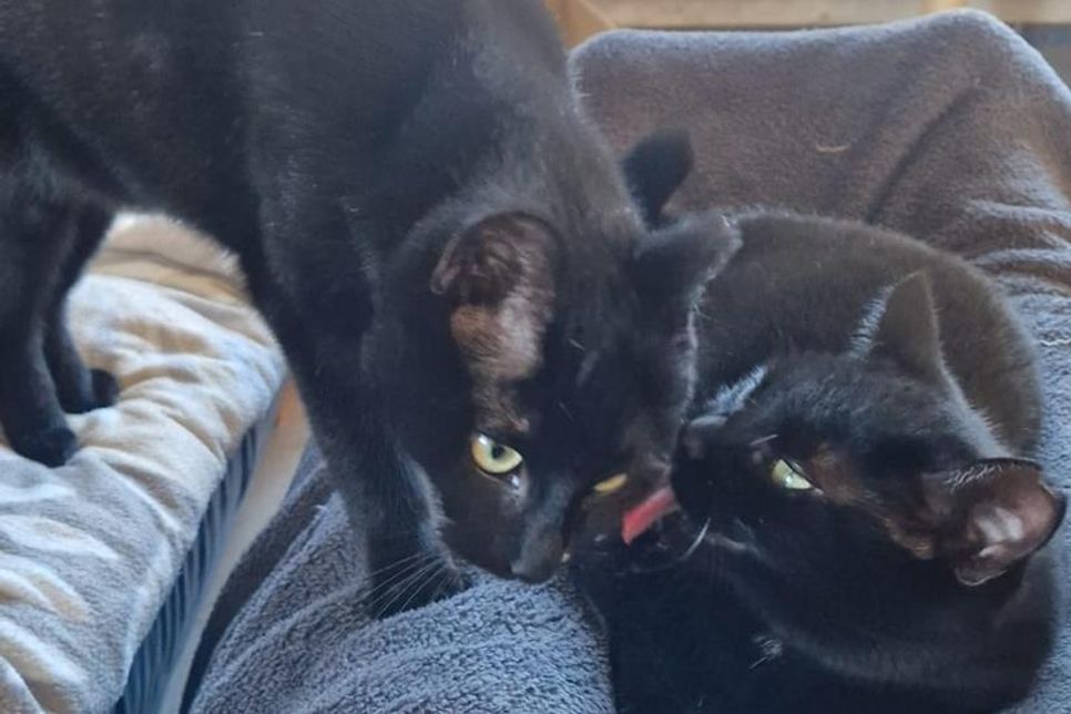 Diese zwei Katzendamen suchen zusammen ein neues Heim.