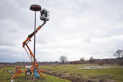 Der Wiesengrund unweit des Lanker Sees - am Verbindungskanal zum Scharsee - ist mit seinem Futterangebot ideales Brutgebiet für Störche. Jetzt hoffen die Schellhorner Initiatoren auf brutwillige Fluggäste aus dem Süden