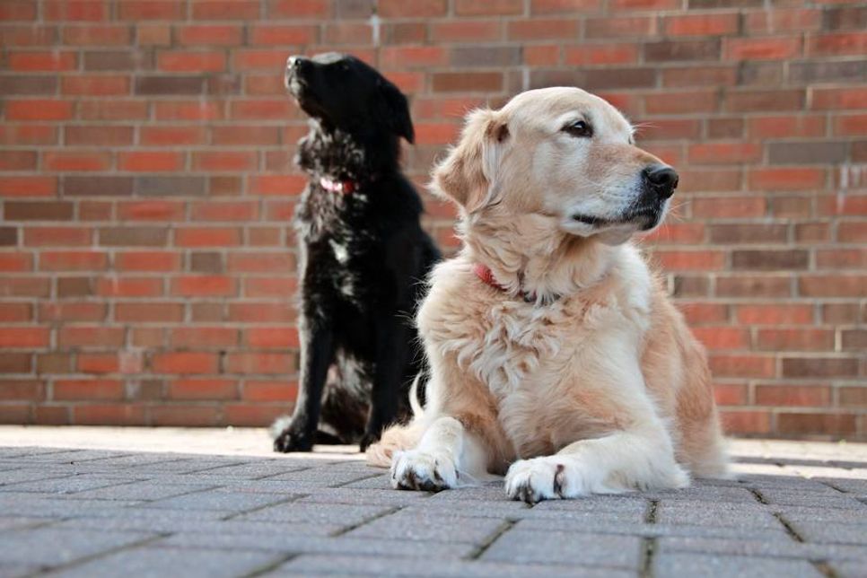 Ist der Hund gesund, freut sich der Mensch.