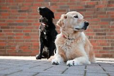 Ist der Hund gesund, freut sich der Mensch.