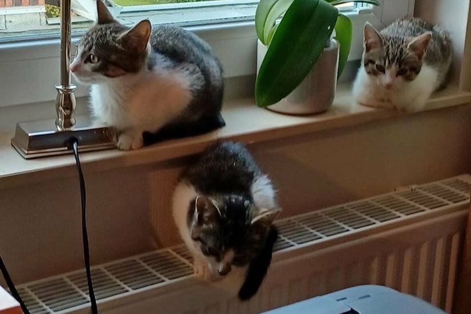 Diese drei Stubentiger suchen ein Zuhause.