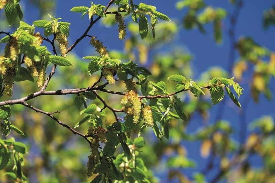 In den Baumschulen vor Ort beraten Experten zu robusten Klimagewächsen aus aller Welt. (Foto: pixabay.com/Bund deutscher Baumschulen e.V./akz-o)