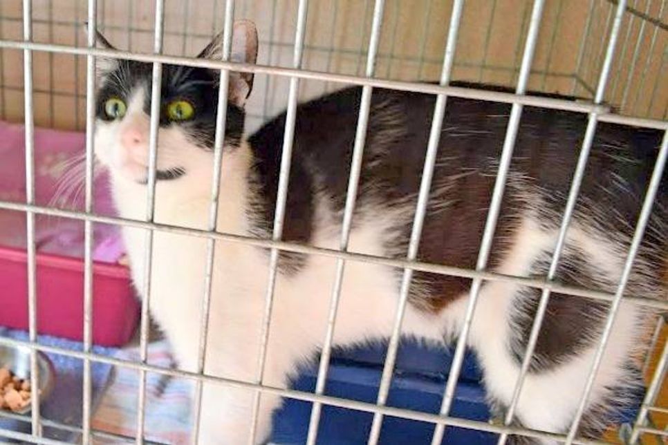 Lotta ist eine sehr junge, superschmusige, schwarz-weiße Katze mit einer witzigen Farbgebung. Wer ihr ein neues Zuhause geben möchte, setzt sich bitte mit der Tierhilfe Ostholstein in Verbindung unter Tel. 04561/16267. (red)