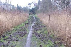 Am Bohlenweg beim Grünen Klassenzimmer haben Wildschweine auf der Futtersuche große Schäden verursacht.