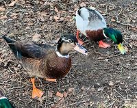 Sonja Drews traf am Lensahner Mühlenteich diese beiden zutraulichen und neugierigen Gesellen.