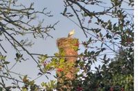 Werner Seubert war auf Fotopirsch in Grube unterwegs und erwischte Meister Adebar auf dem Schornstein.