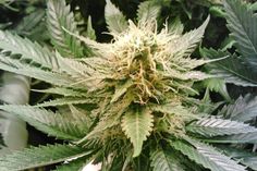 Es handelte sich um 92 Cannabispflanzen mit einer Höhe von 50 Zentimetern in Töpfen.