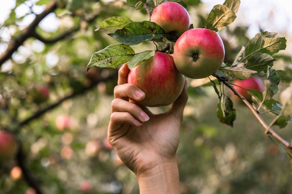 Da die Reifung nicht bei allen Früchten am Baum gleichzeitig verläuft, empfiehlt es sich, mehrmals zu pflücken.