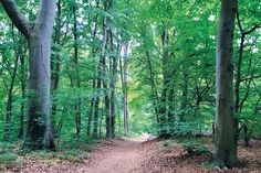 Nach Offenlegung der Bahnpläne: Uneinigkeit über Ersatzwald für Bad Schwartau