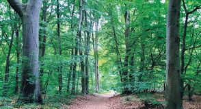 Nach Offenlegung der Bahnpläne: Uneinigkeit über Ersatzwald für Bad Schwartau