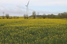 Schon bald steht der Raps in Vollblüte.