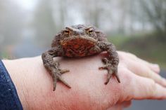 Die Gemeinde Scharbeutz sucht Betreuer für einen Amphibienzaun in Gronenberg.