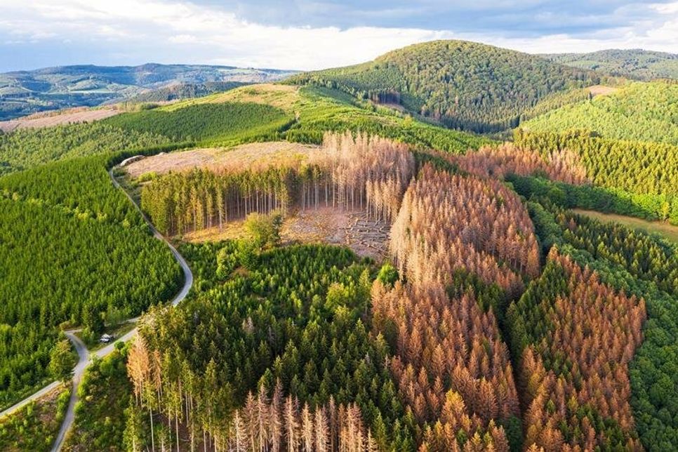 Die Dürrejahre haben dem Wald in Deutschland erheblich zugesetzt.