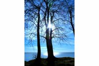 Die Sonne bricht sich durch die kahlen Bäume, der knallblaue Himmel tut sein Übriges dazu – Britta Hillewerth gelang dieses Foto in Grömitz.