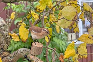 Kreatives aus der Werkstatt von Land in Sicht: Dieser Zaunkönig aus Filz sieht seinem Vorbild täuschend ähnlich.