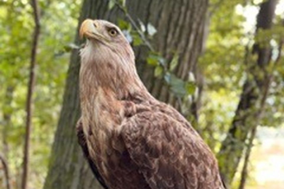 Ziel war es, Wissen über Wald, Wild und Umwelt nicht aus Büchern, sondern direkt draußen in der Natur zu vermitteln.