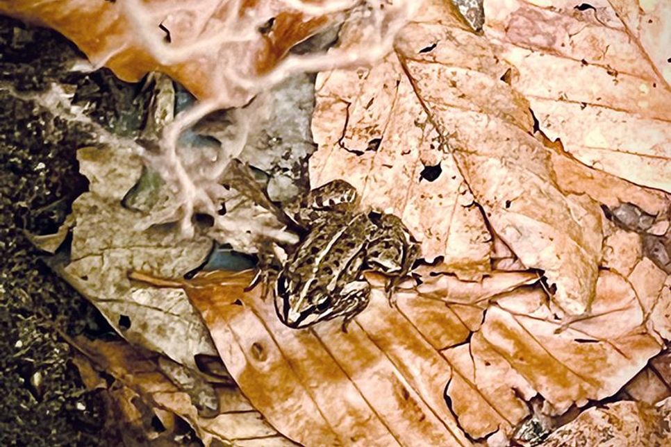Dieser Frosch konnte dank des Krötenzauns sicher zum Teich im Kurpark gebracht werden.