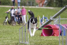 Border-Collie „Denver“ ist mit seinem Frauchen Nina Scharrenberg für die HSG Ahrensbök am Start. Foto: HSG/Alex Bereuter