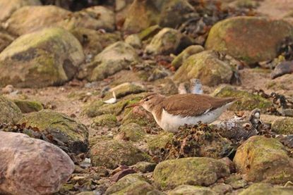 Mehrere Flecken am Hinterleib  unterhalb der Flügelspitze weisen bereits auf den beginnenden Gefiederwechsel zum Prachtkleid hin. Dies ist eines der Unterscheidungsmerkmale gegenüber dem heimischen Flussuferläufer.