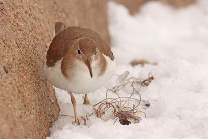 Eine Gefahr für Vögel ist auf diesem Bild gut zu erkennen: Beinahe verheddert sich der Drosseluferläufer in einem Knäuel von Angelschnüren - es wäre leider nicht der erste Vogel, dem das widerfährt