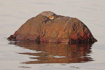 Auf seinem eigenen kleinen Kontinent in „Insellage“ vor dem Kitzeberger Strand fühlt sich der kleine Vogel sicher.
