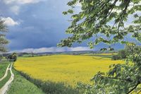 Das Rapsfeld bei Kleekamp fotografierte Regina Lau nach einem Gewitter.