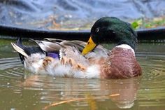 Zwei Laufentenerpel „Donald“ und „Duffy“ suchen einen neuen Wirkungskreis. Bei Interesse bitte Kontakt zur Tierhilfe Ostholstein e.V. (in Liquidation) aufnehmen. Montag bis Samstag 9 bis 17 Uhr unter Tel. 04561/16267. (red)