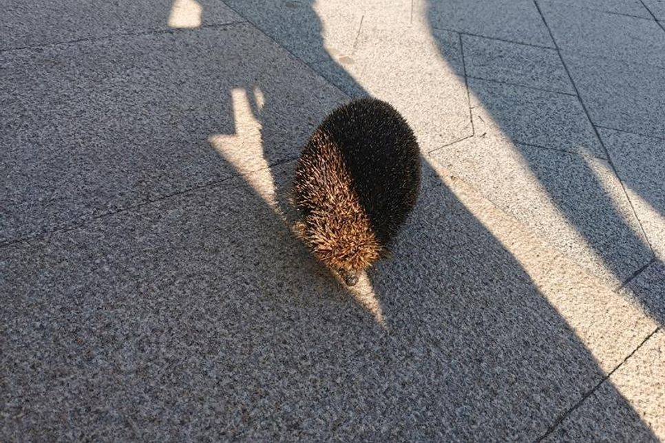 Nach der Rettung setzte der Igel seinen Weg wohlbehalten fort. (red)