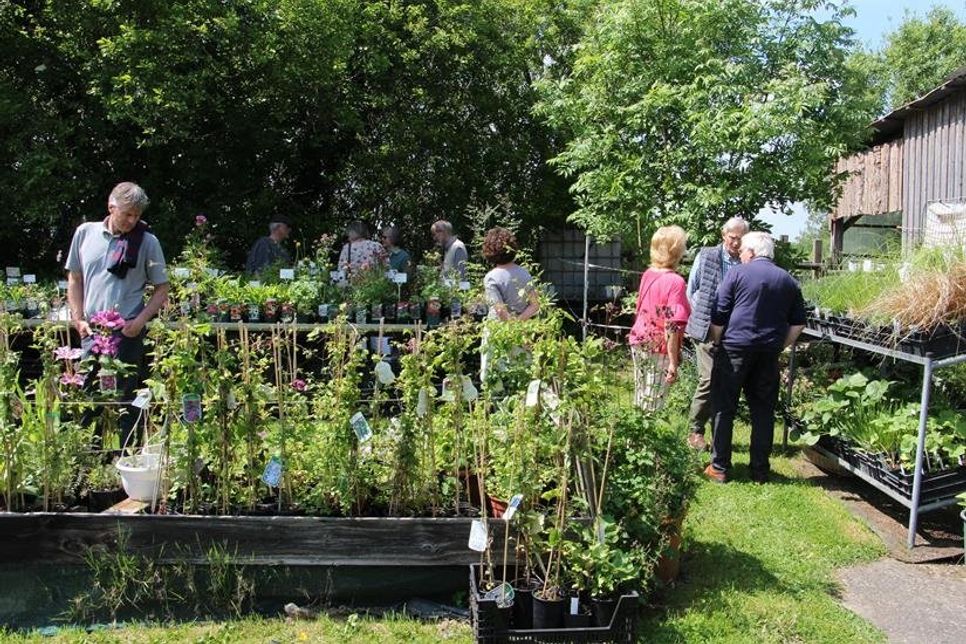 Die Gartenbesitzerin veranstaltet regelmäßig Pflanzenflohmärkte.