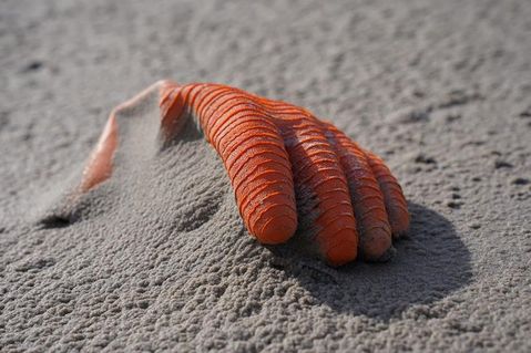 Am Samstag, dem 21. September wird der Strand von Müll befreit.