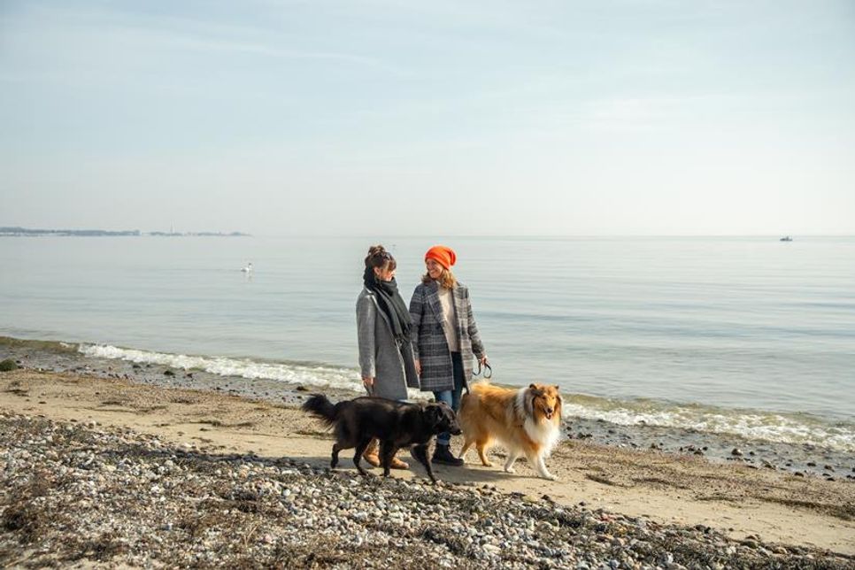 Winter ist die perfekte Strandzeit für Hundebesitzer. (Foto: www.luebecker-bucht-ostsee.de)